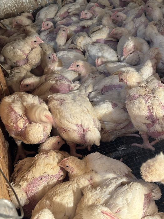 Бройлер коб500 ..