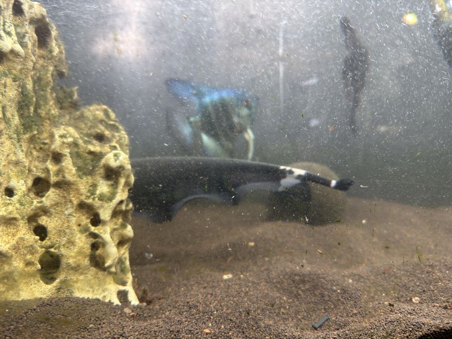 Аквариум 500 литров