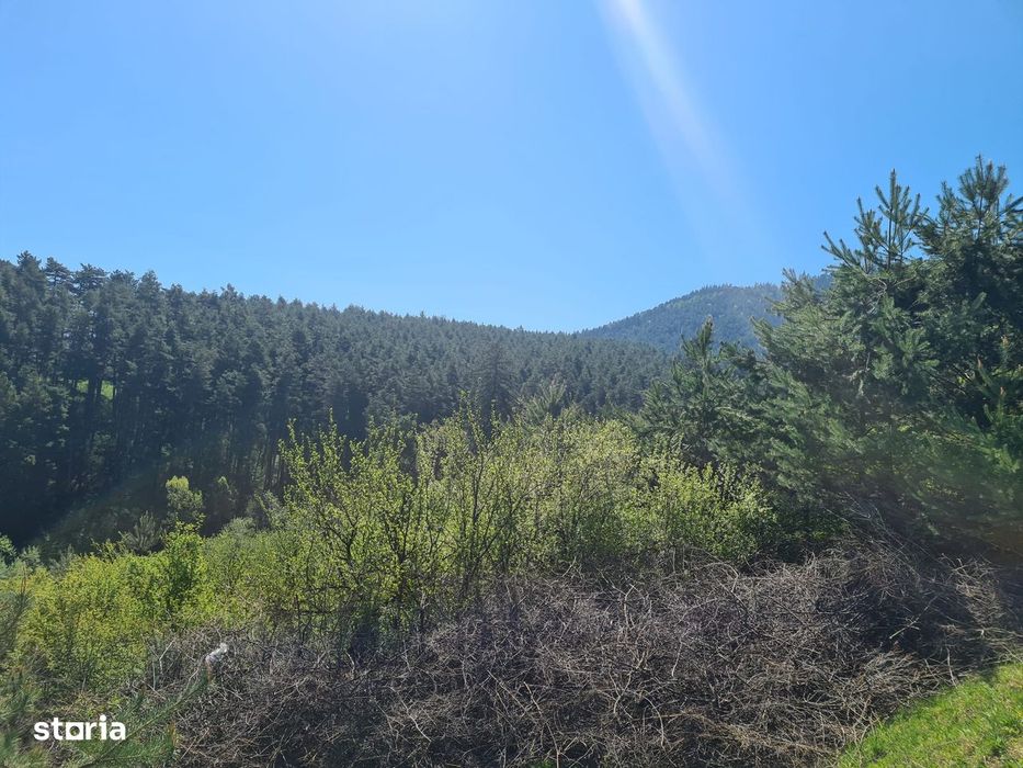 Teren deosebit - 1500 mp, Poiana Angelescu, Str. Livezii
