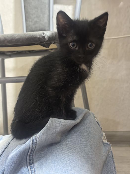 Отдам котенка в добрые руки
