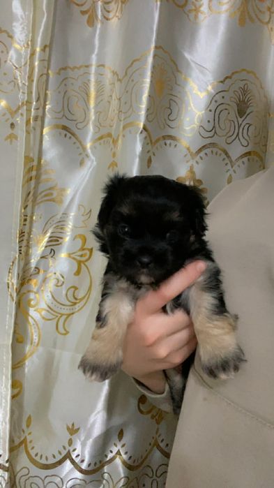 Bichon havanez talie mica