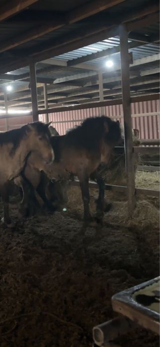 Жеребцы 4 летки мощные