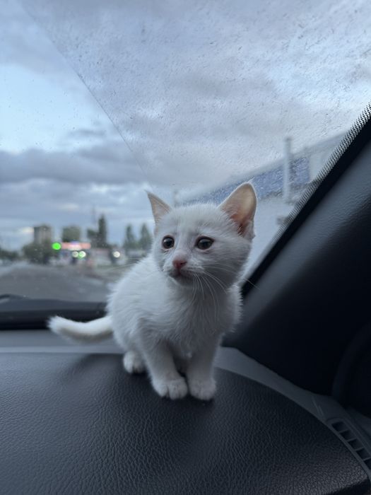 Zotdor mushuk sotiladi