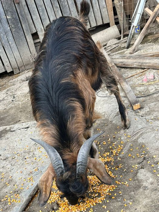 Vând ied , vârstă 1 an , 750 lei negociabil