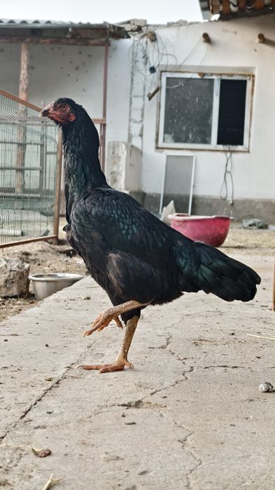 Дакан Тауык сатылады