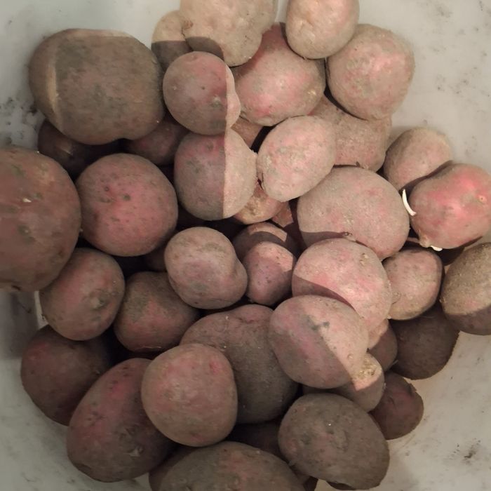 Картошка домашняя