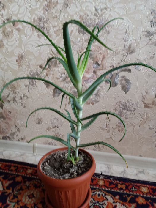 Алоэ лечебный продам