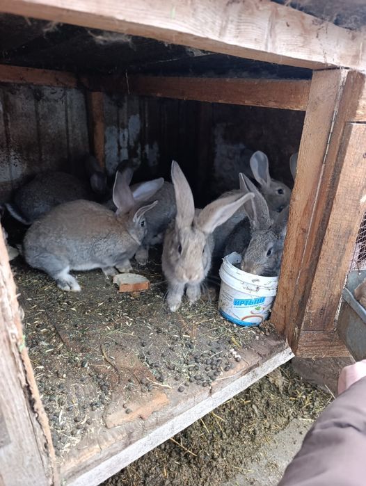 Продам маленьких крольчат