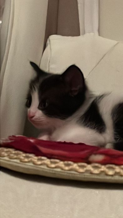 Котенок 40 дней, отдам в добрые руки