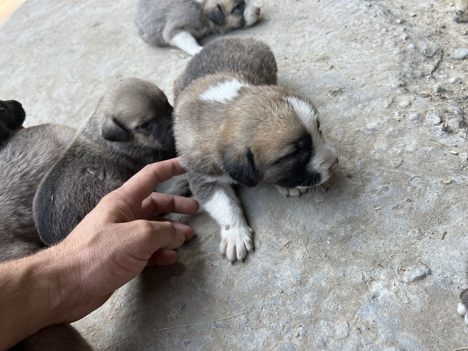 Alabay zotli kuchuklar va onasi sotiladi rasmda otasi bn onasi