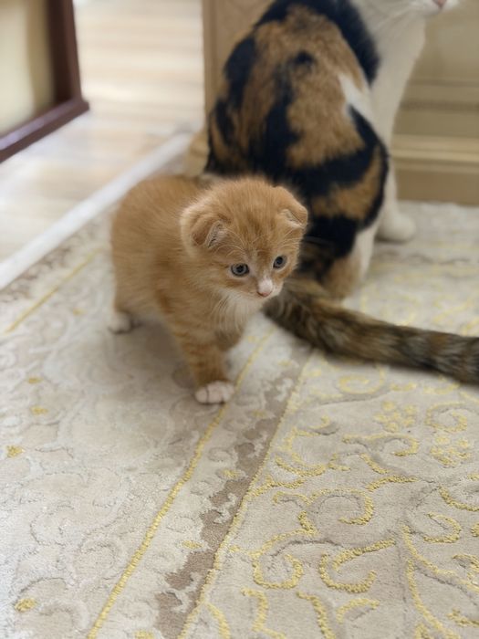 Отдам котят в хорошие руки