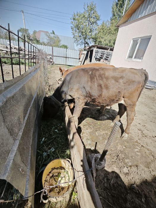Продам телку и бычка