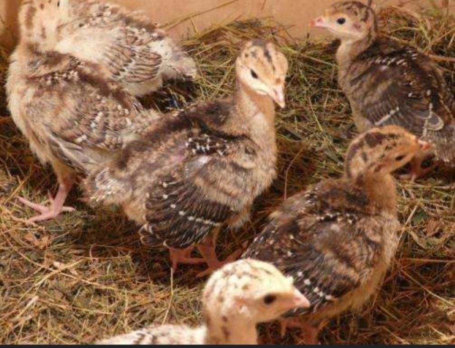 Запись на начала мая индюшата