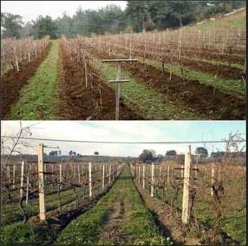 Сенсорный культиватор для сада и виноградника