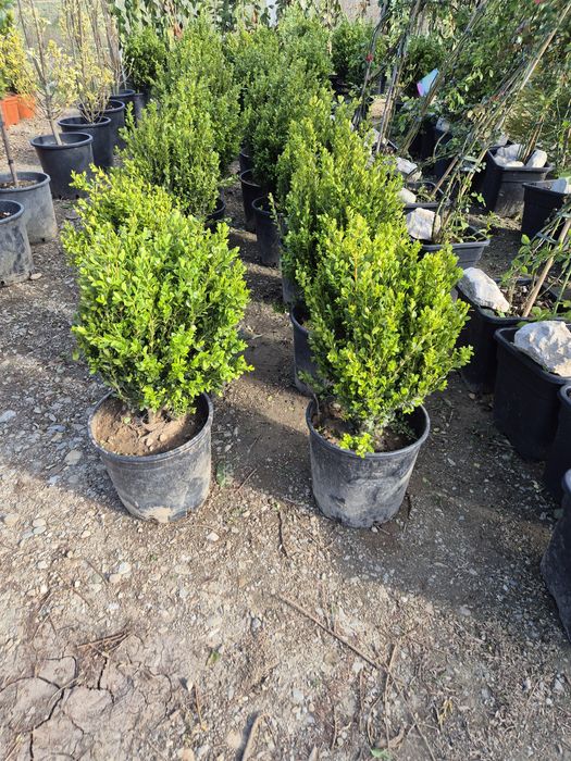 Chiparos Leylandii 1–4m ideal gard viu des, livrare rapidă + montaj