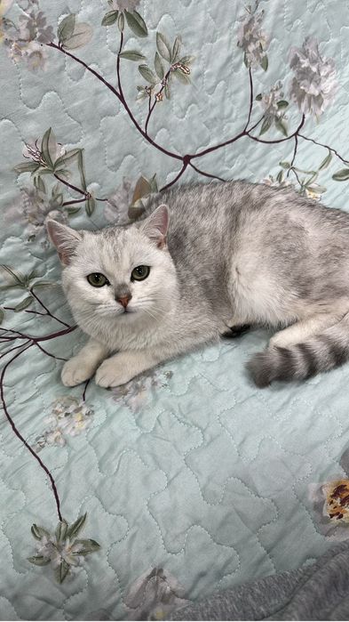 Вязка случка кошек