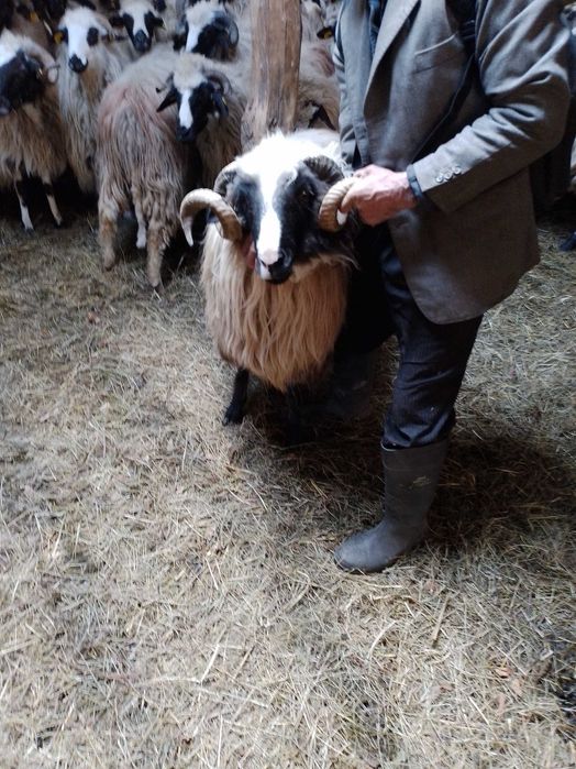 Berbeci de vanzare la al doilea miel
