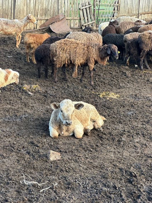 Продаём дояных коров