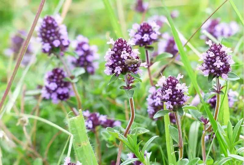 Български пчелен мед от Родопите Реколта 2025!