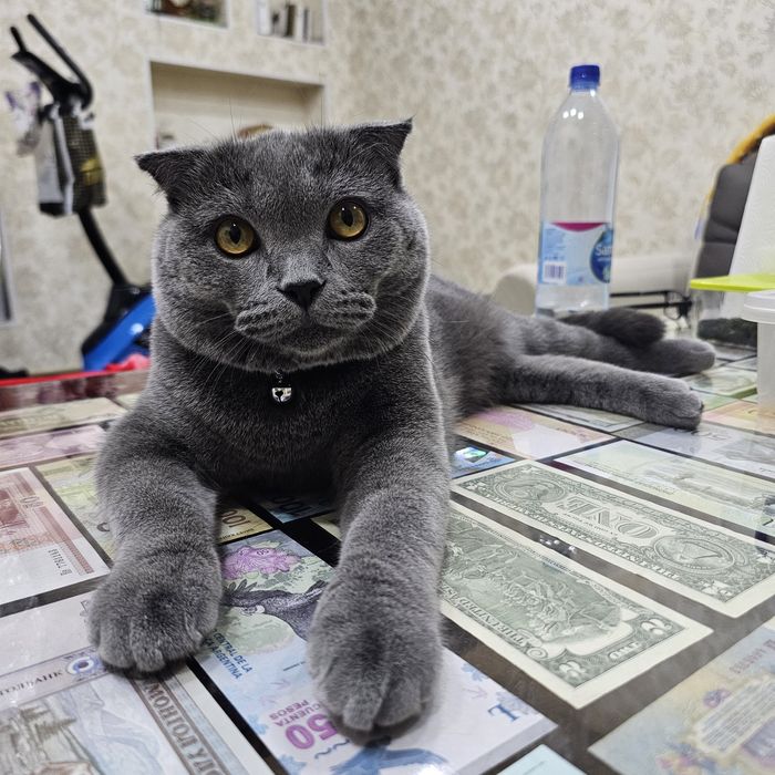 ВЯЗКА! Шотландская вислоухая мушук
Айол мушуклариз буса кушиш уч