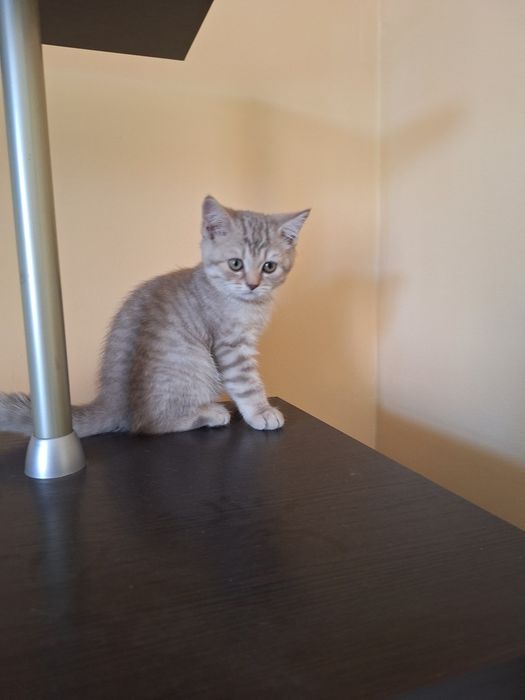 Котята шотландские