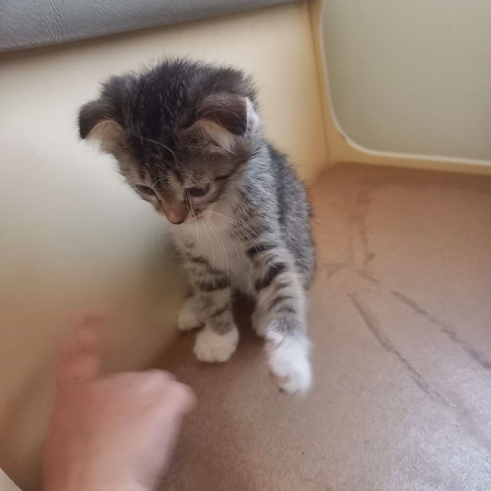 Вислоухий котёнок 1,5 мес {дев}