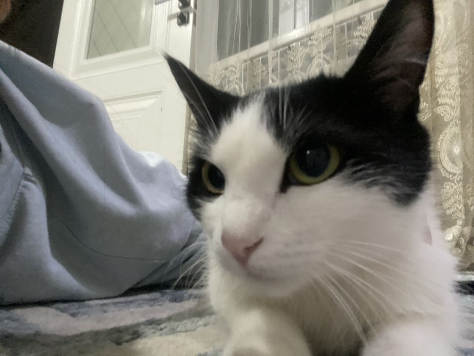 Отдаётся кошка бесплатно