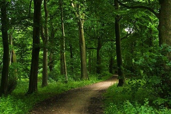 Padure de vanzare 6340mp Costesti Buzau