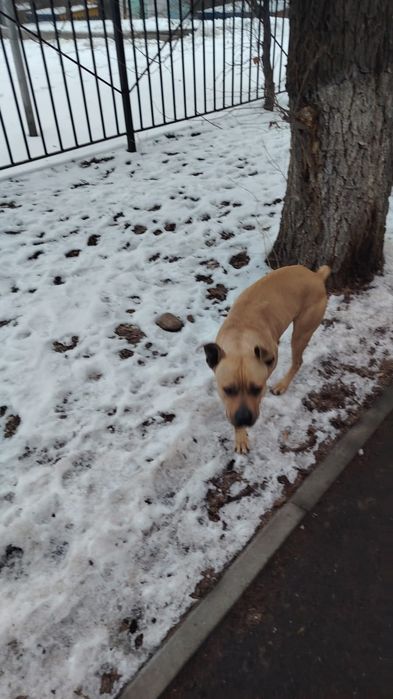 Найдена собака, кобель