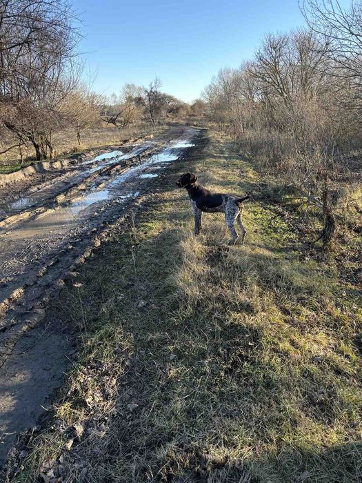 Продавам работещ курцхаар