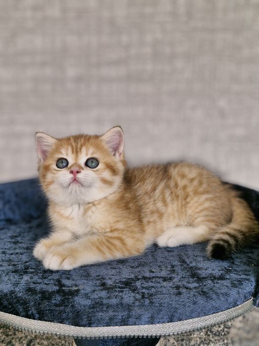Британские котята
