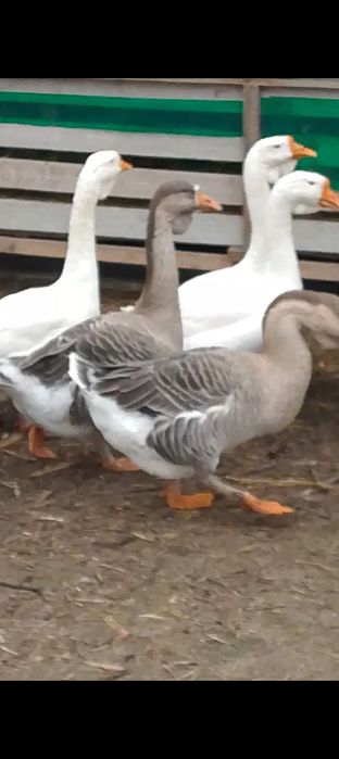 Gâște metis holmogor