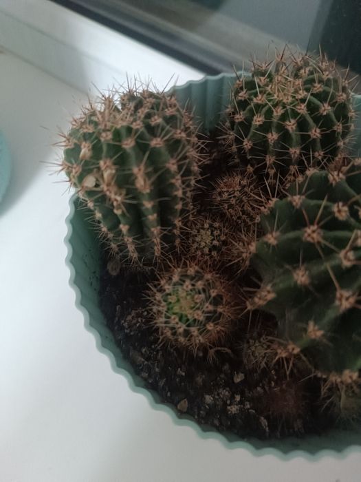 Продаю два вида кактусят