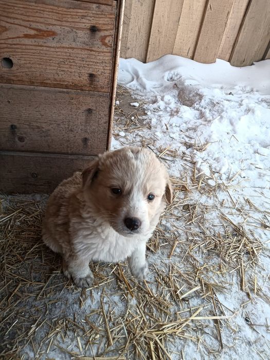Отдам в добрые руки щенков