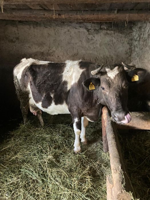 Vaca de vânzare în Vânatori Botosani