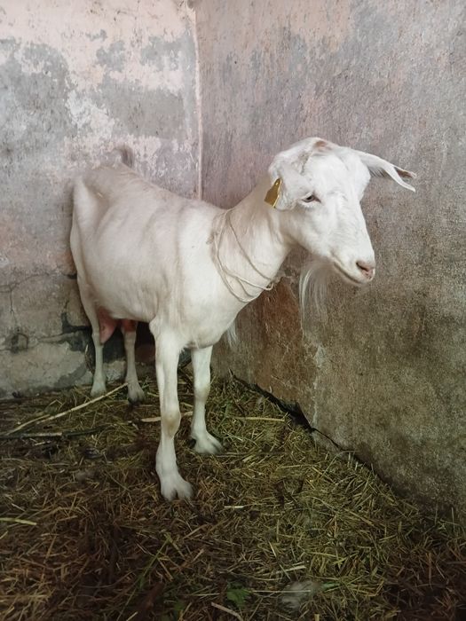 Продам 2х молочных коз