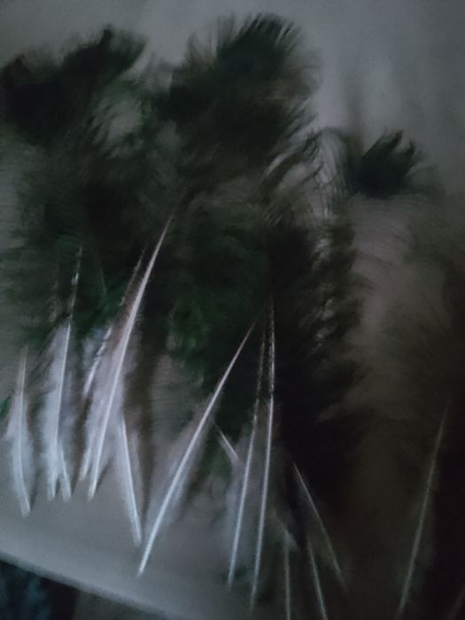 Pene de păun pentru pălării,plute sau decor