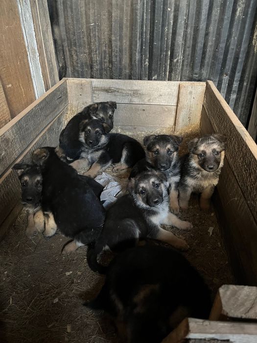 Продам щенков овчарки