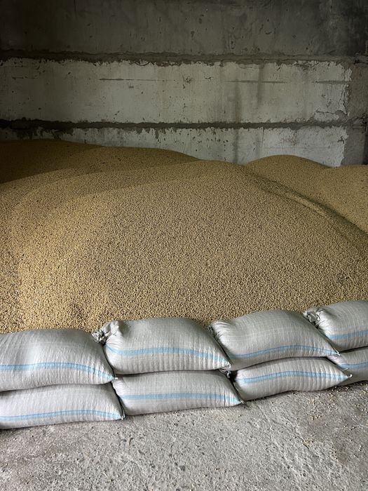 Соя семена тукымдык гмо канадский сорт