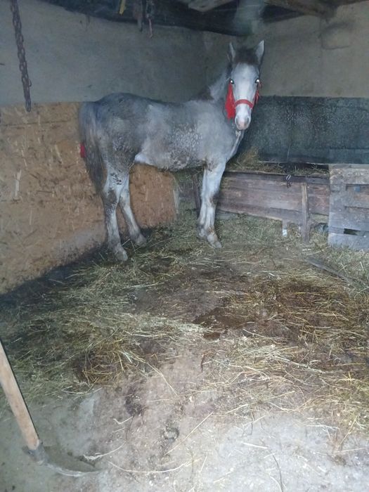 Manz de vânzare  de 5 luni