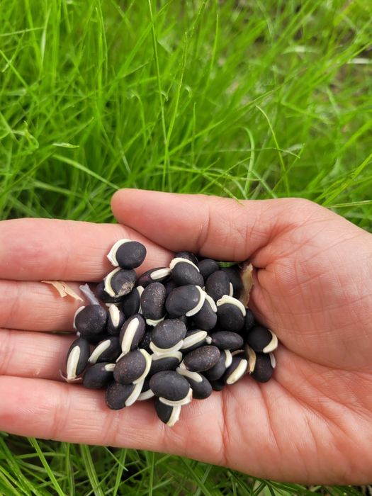 Семена вьющейся серени Долихос