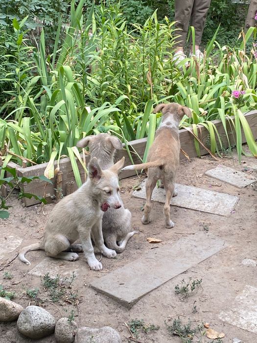 Щенята (2-3) месяца