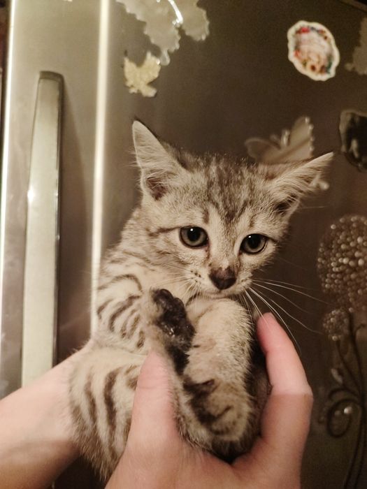 Котята метисы короткошёрстные