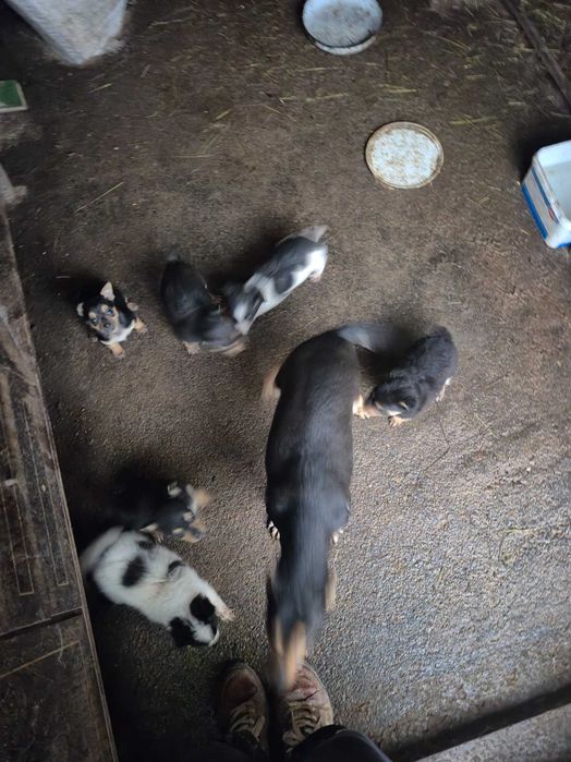 Продавам кученца