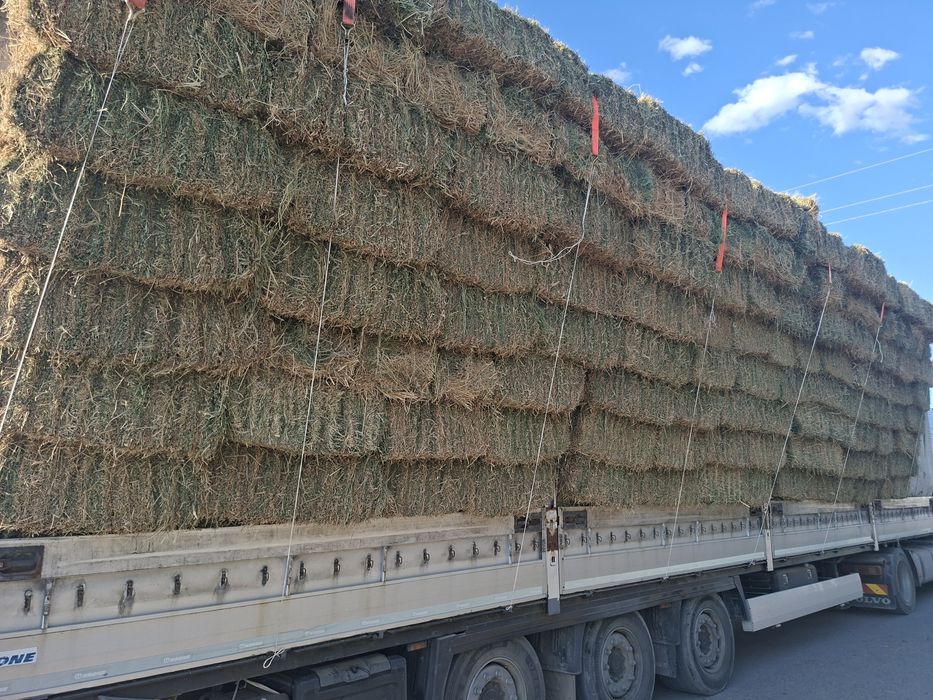 Жоңышқа пресс бар