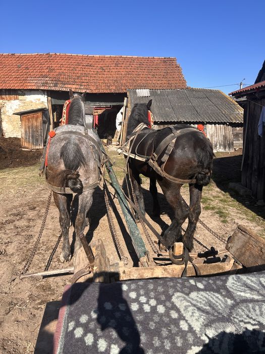 Vând cai tineri si buni de ham
