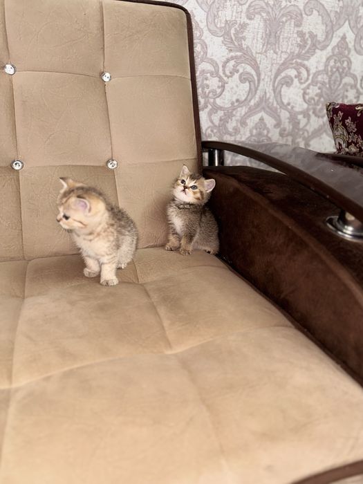 Золотая шиншила продается срочно N11