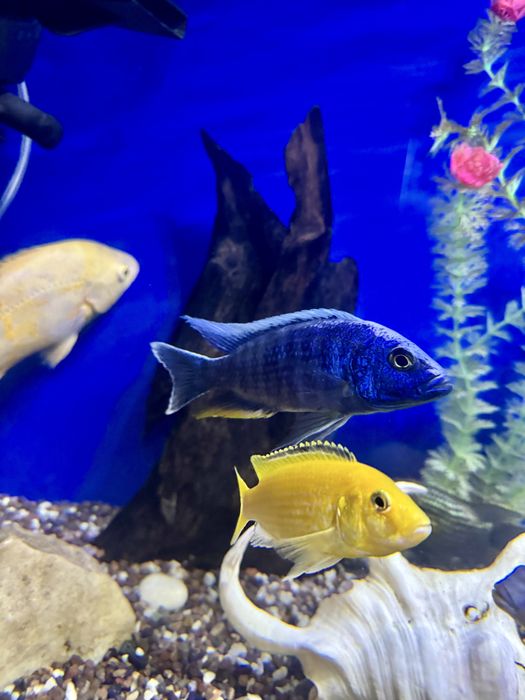 Аквариумные рыбки. Мирные, Хищные