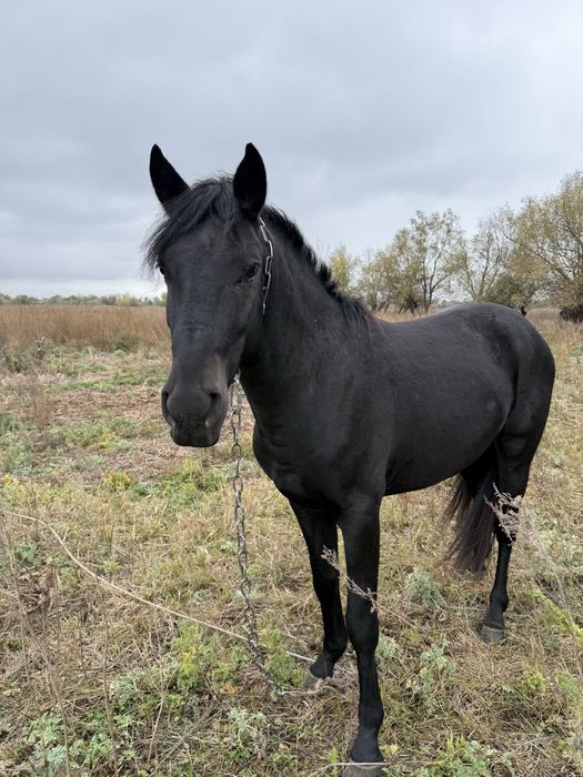Продам коня 5 лет
