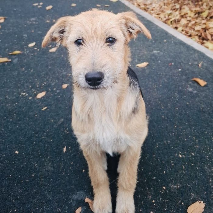 Щенок мальчик Щенки щенята собака